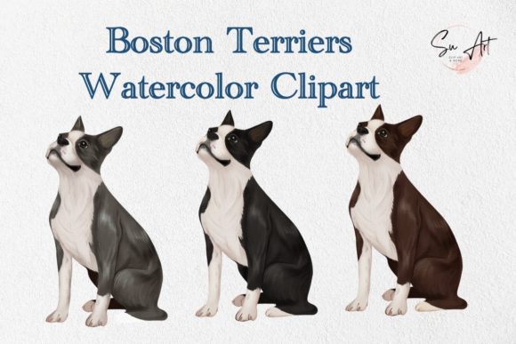 A Designer's Look at the Boston Terrier Watercolor Clipart
