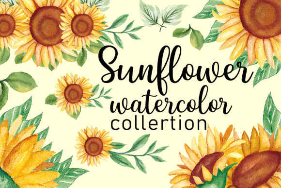 Sunflower Watercolor Graphics for Editorial & Illustrations